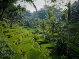 Ubud, Bali: Culture and Nature in the Heart of the Island