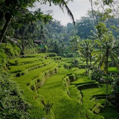 Ubud, Bali: Culture and Nature in the Heart of the Island