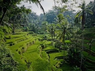 Ubud, Bali: Culture and Nature in the Heart of the Island