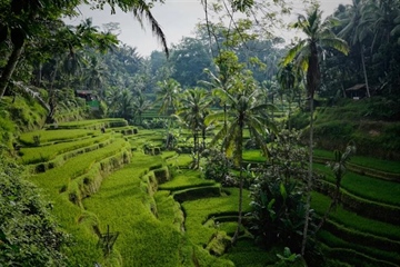 Ubud, Bali: Culture and Nature in the Heart of the Island