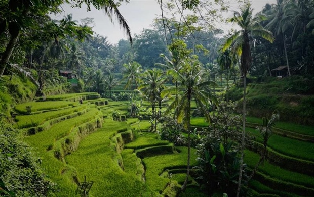 Ubud, Bali: Culture and Nature in the Heart of the Island
