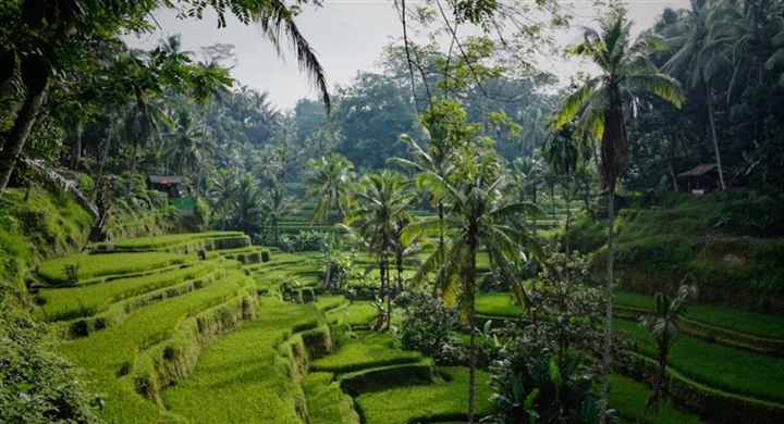 Ubud, Bali: Culture and Nature in the Heart of the Island