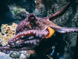 The Octopus: One of the Ocean’s Most Intelligent Animals