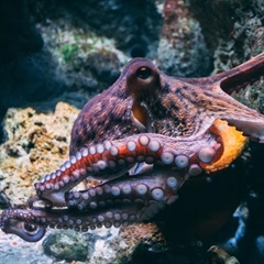 The Octopus: One of the Ocean’s Most Intelligent Animals
