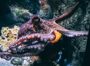 The Octopus: One of the Ocean’s Most Intelligent Animals
