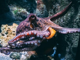 The Octopus: One of the Ocean’s Most Intelligent Animals