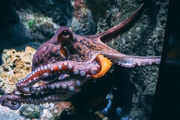 The Octopus: One of the Ocean’s Most Intelligent Animals