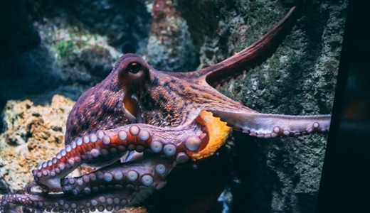 The Octopus: One of the Ocean’s Most Intelligent Animals