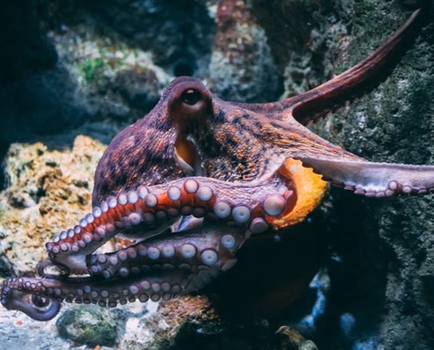 The Octopus: One of the Ocean’s Most Intelligent Animals
