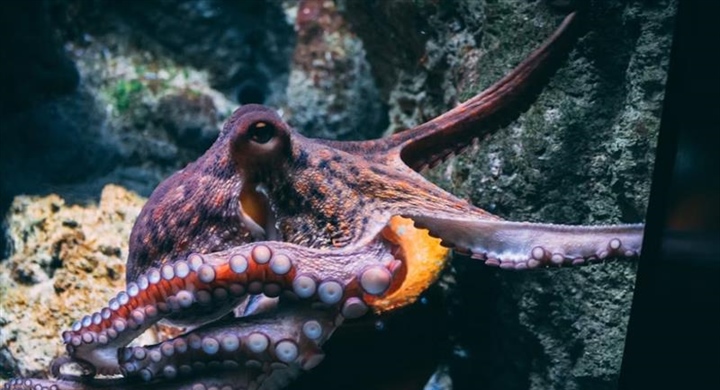 The Octopus: One of the Ocean’s Most Intelligent Animals