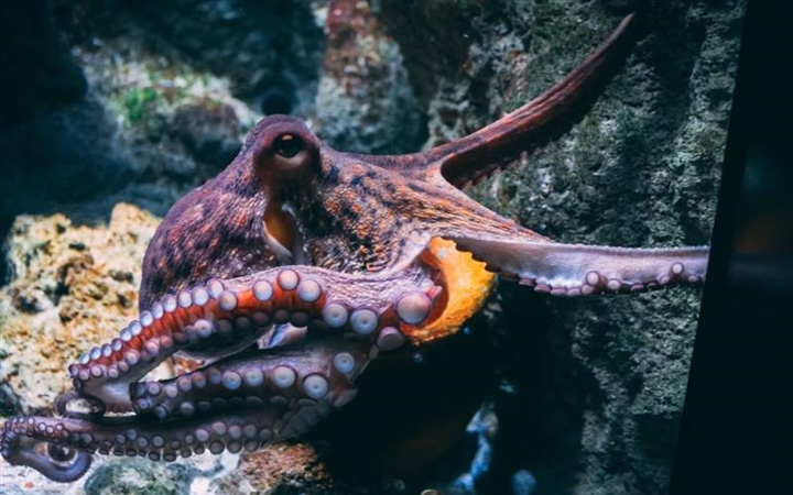 The Octopus: One of the Ocean’s Most Intelligent Animals