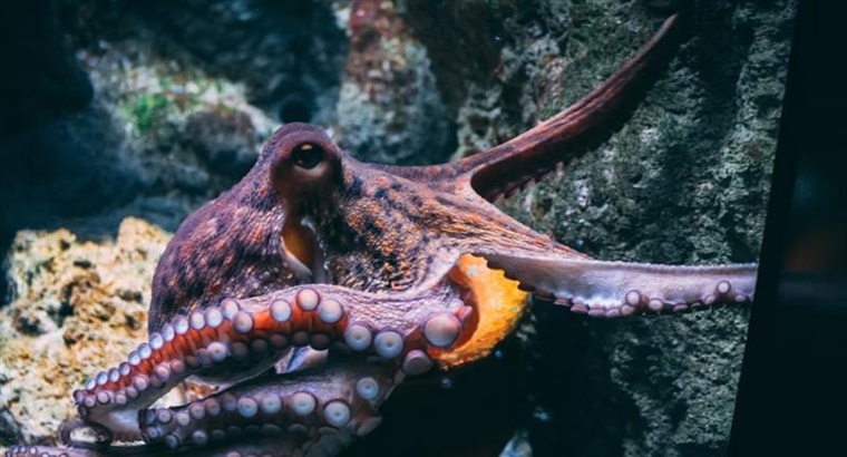 The Octopus: One of the Ocean’s Most Intelligent Animals