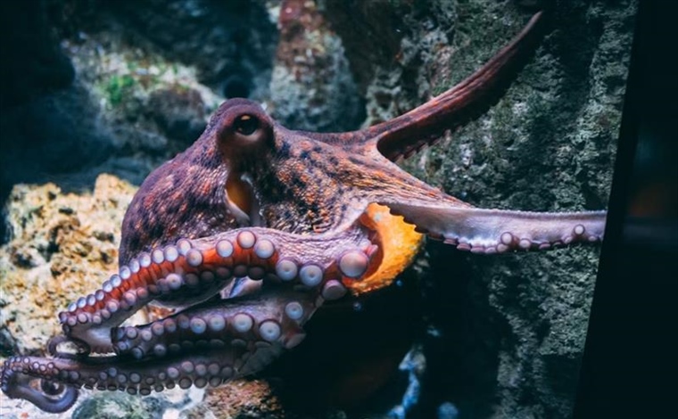 The Octopus: One of the Ocean’s Most Intelligent Animals