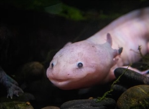 The Axolotl: The Salamander That Never Truly Grows Up