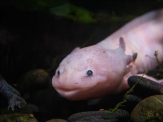 The Axolotl: The Salamander That Never Truly Grows Up