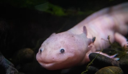 The Axolotl: The Salamander That Never Truly Grows Up