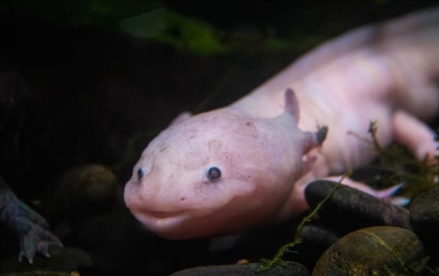 The Axolotl: The Salamander That Never Truly Grows Up