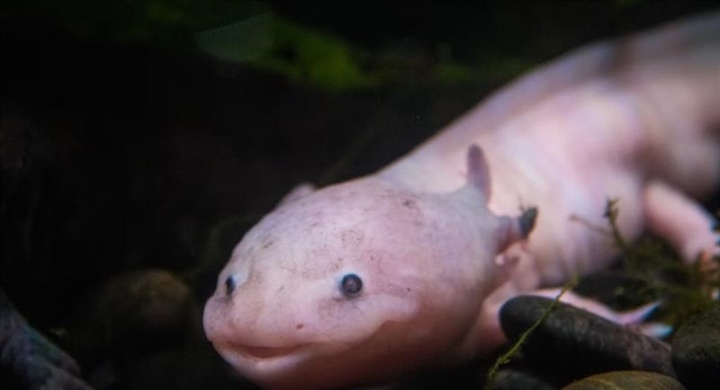 The Axolotl: The Salamander That Never Truly Grows Up