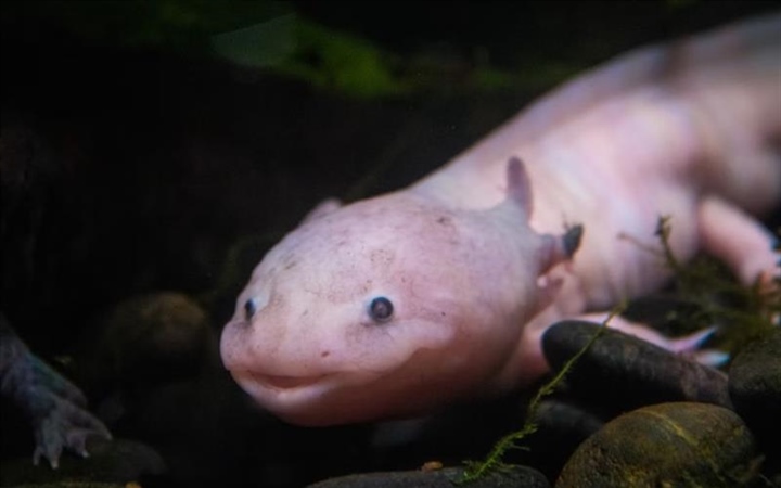 The Axolotl: The Salamander That Never Truly Grows Up