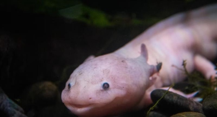 The Axolotl: The Salamander That Never Truly Grows Up