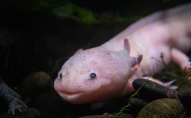 The Axolotl: The Salamander That Never Truly Grows Up