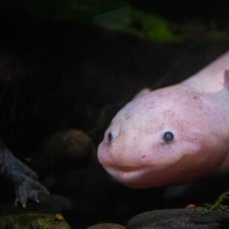The Axolotl: The Salamander That Never Truly Grows Up