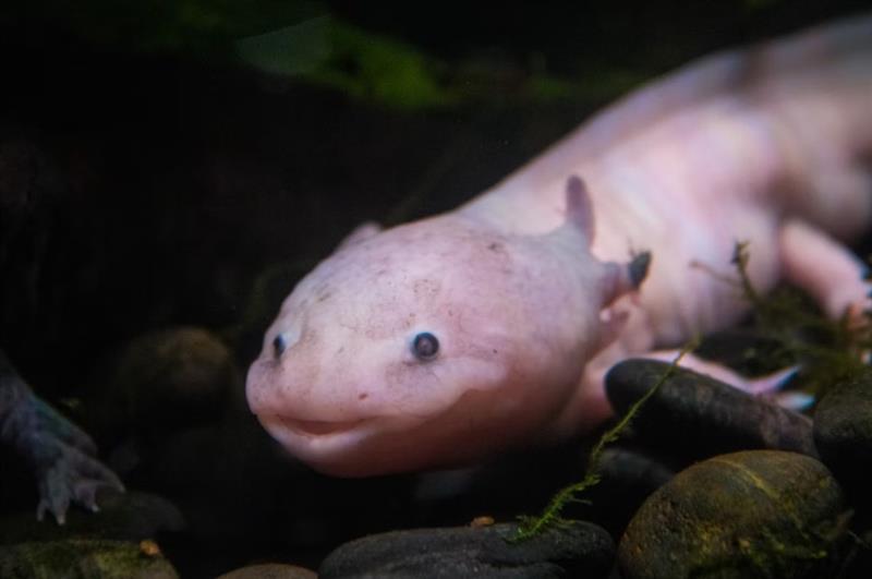 The Axolotl: The Salamander That Never Truly Grows Up