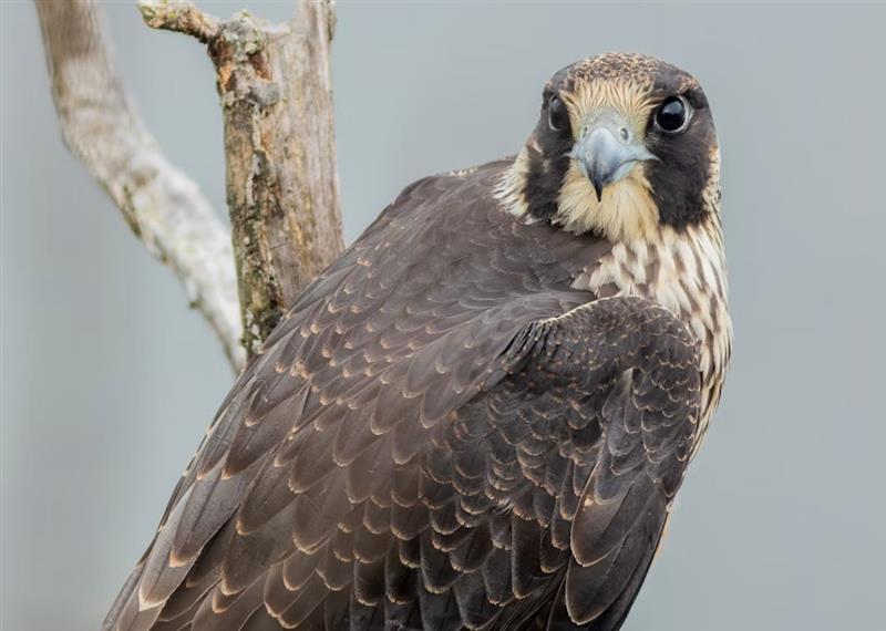 The Peregrine Falcon: The Fastest Animal on Earth