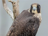 The Peregrine Falcon: The Fastest Animal on Earth