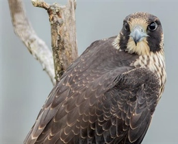 The Peregrine Falcon: The Fastest Animal on Earth