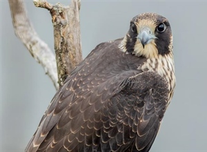 The Peregrine Falcon: The Fastest Animal on Earth