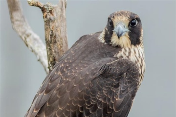 The Peregrine Falcon: The Fastest Animal on Earth