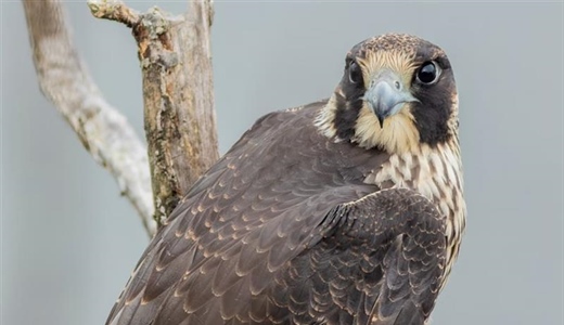 The Peregrine Falcon: The Fastest Animal on Earth