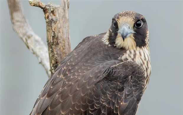 The Peregrine Falcon: The Fastest Animal on Earth