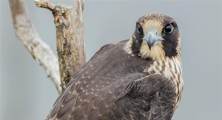The Peregrine Falcon: The Fastest Animal on Earth