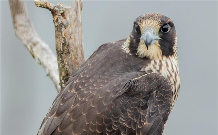 The Peregrine Falcon: The Fastest Animal on Earth