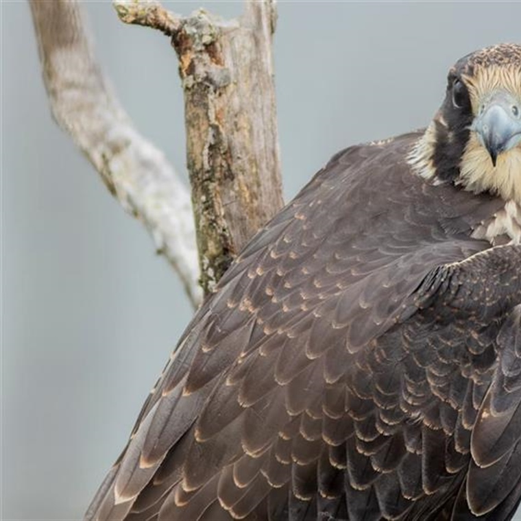 The Peregrine Falcon: The Fastest Animal on Earth