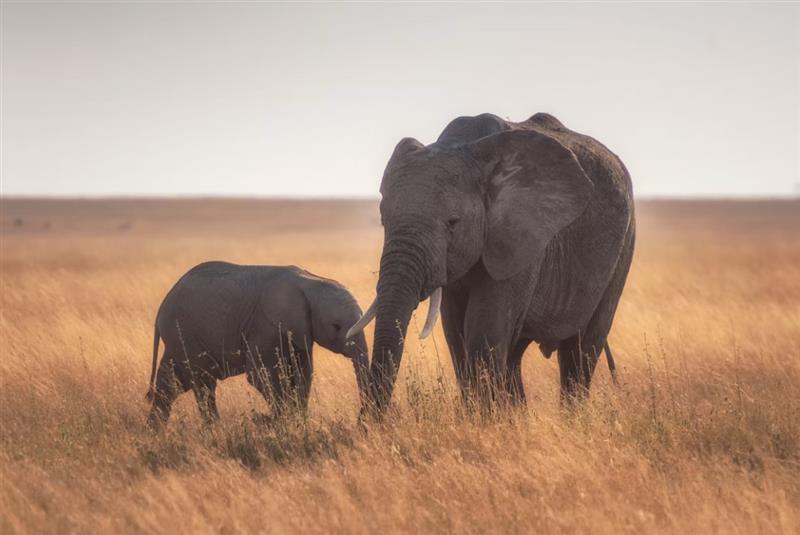 The African Elephant: The Giant That Shapes Entire Ecosystems
