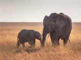 The African Elephant: The Giant That Shapes Entire Ecosystems