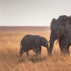 The African Elephant: The Giant That Shapes Entire Ecosystems