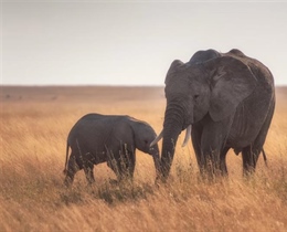 The African Elephant: The Giant That Shapes Entire Ecosystems