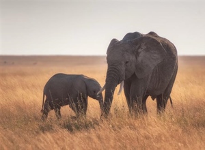 The African Elephant: The Giant That Shapes Entire Ecosystems