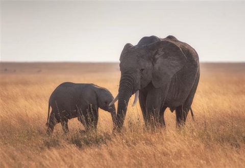 The African Elephant: The Giant That Shapes Entire Ecosystems