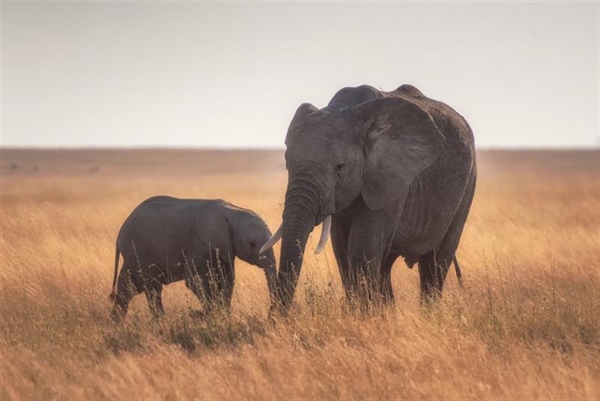 The African Elephant: The Giant That Shapes Entire Ecosystems
