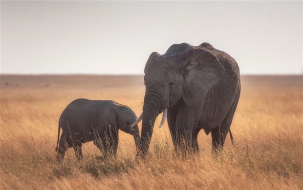 The African Elephant: The Giant That Shapes Entire Ecosystems