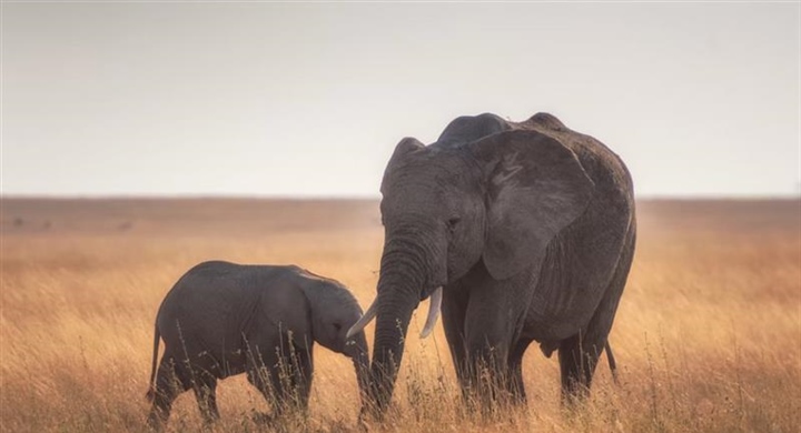 The African Elephant: The Giant That Shapes Entire Ecosystems