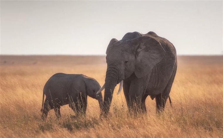 The African Elephant: The Giant That Shapes Entire Ecosystems