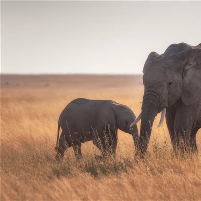 The African Elephant: The Giant That Shapes Entire Ecosystems