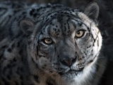 The Snow Leopard: The Mysterious Ghost of the Mountains