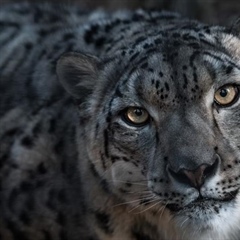 The Snow Leopard: The Mysterious Ghost of the Mountains